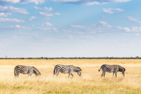 safari-afrique-zebres