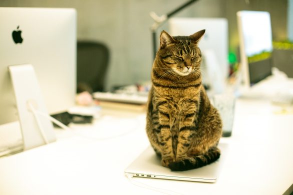 Un chat sur un ordinateur