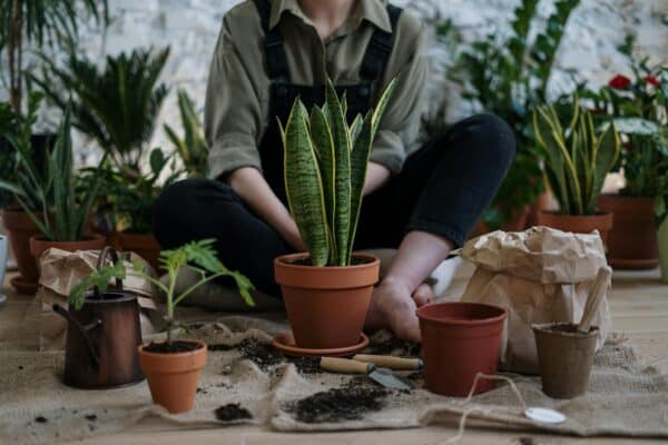 Créer un jardin intérieur qui purifie l’air de manière naturelle